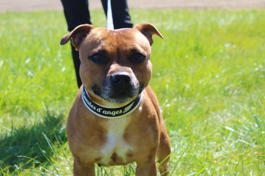 Muffin Du Temple Des Gladiator'x