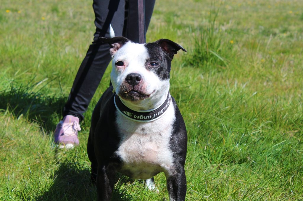 Izzy des Gray Mice des Graviers