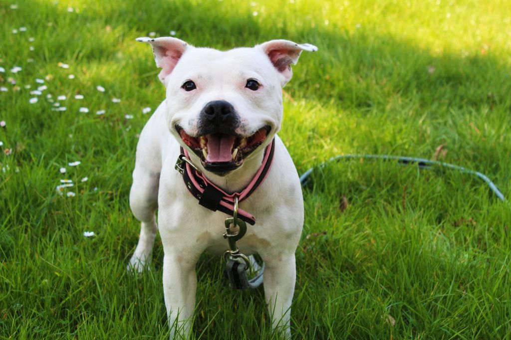 Staffanatic's Little bitch