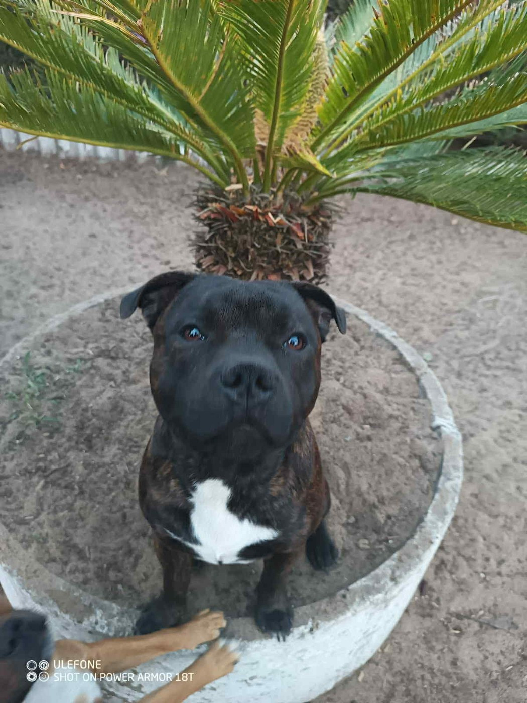 INFINITY KO CARBONARASTAFF Du Temple Des Gladiator'x