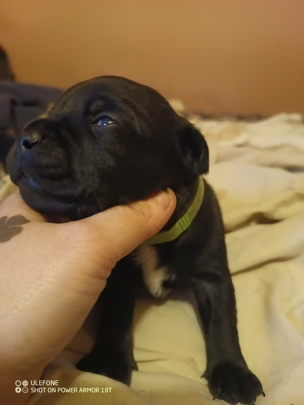 Du Temple Des Gladiator'x - Chiots disponibles - Staffordshire Bull Terrier