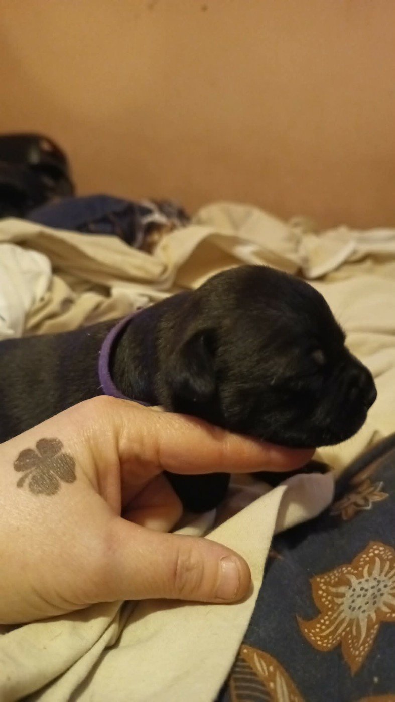 Du Temple Des Gladiator'x - Chiots disponibles - Staffordshire Bull Terrier