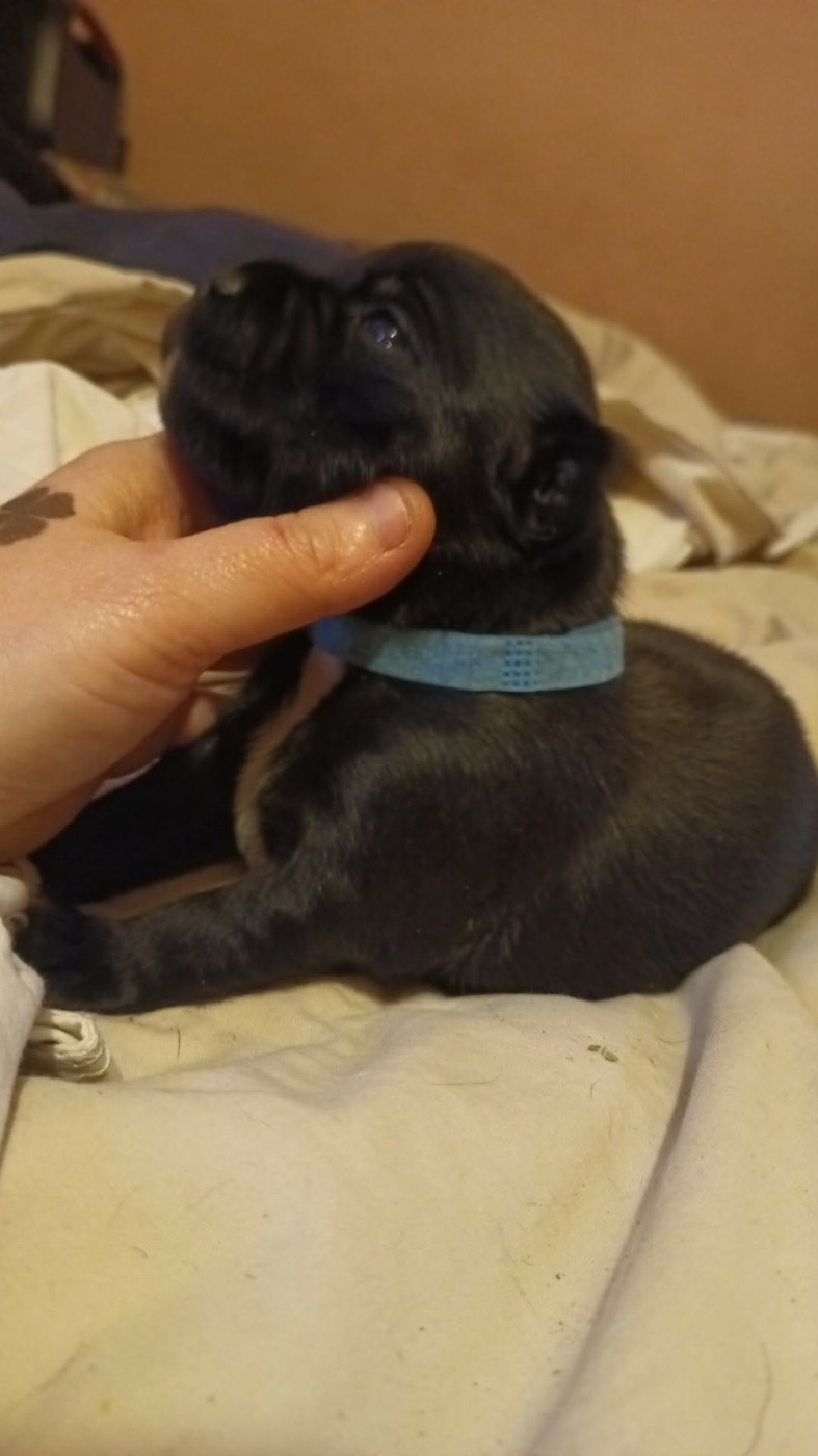 Du Temple Des Gladiator'x - Chiots disponibles - Staffordshire Bull Terrier