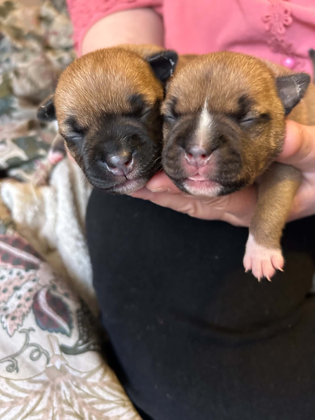 Du Temple Des Gladiator'x - Chiots disponibles - Staffordshire Bull Terrier