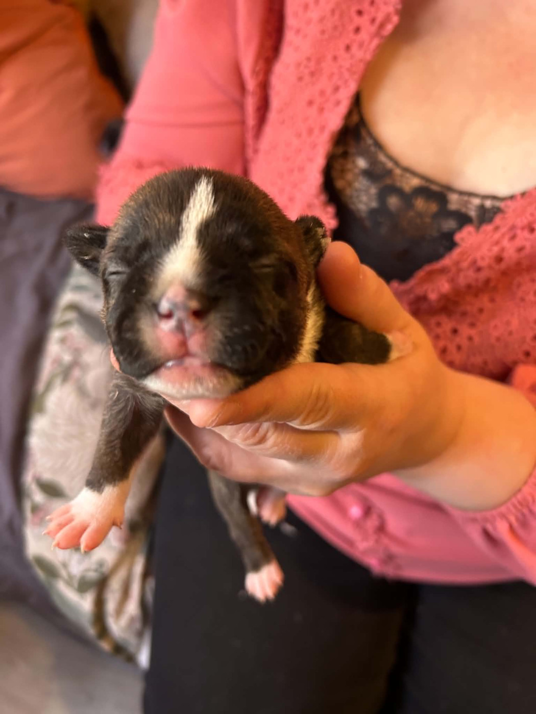 Du Temple Des Gladiator'x - Chiots disponibles - Staffordshire Bull Terrier