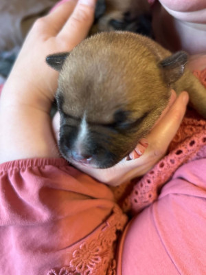 Chiot N°1