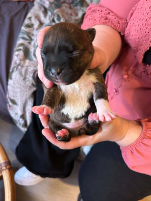 Chiot N°5